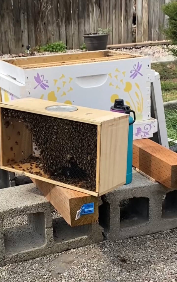Installing a New Honeybee Package