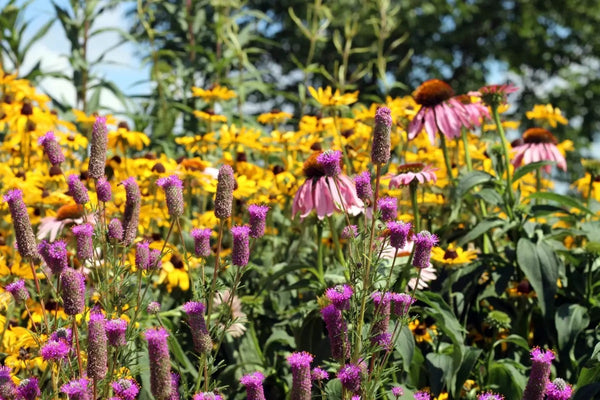 Create a Buzz: Pollinator Friendly Plants and Tips for a Thriving Yard