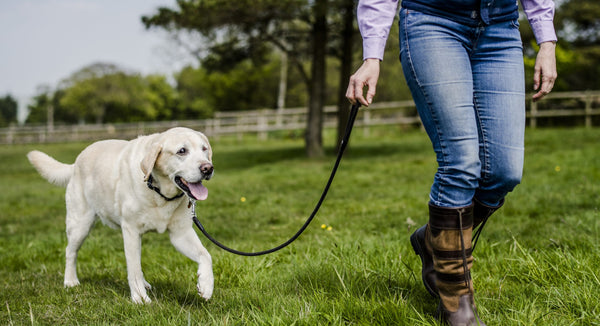 DIY Flea & Tick Collar | DIY Pet Care | Bee You Organics